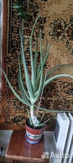 Алоэ вера, кактус, молочай