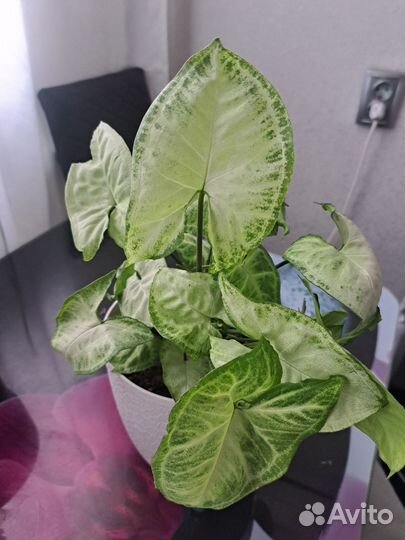 Сингониум white butterfly