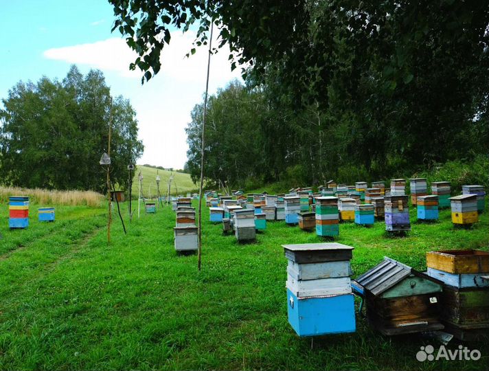 2024 Мёд натуральный из Алтая оптом