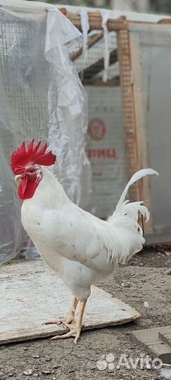 Молодые петушки