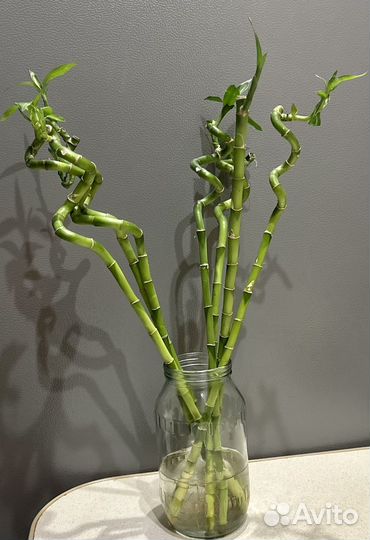 Бамбук Лаки