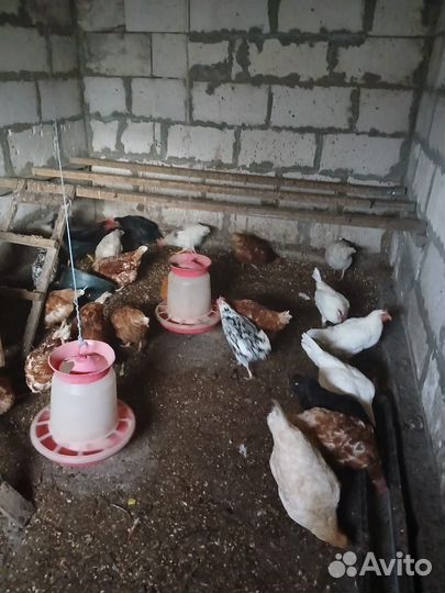 Продам курица