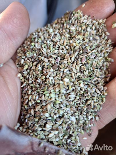 Корм для канареек и попугаев чумиза а колосках