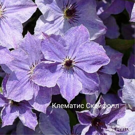 Саженцы клематис 3группы