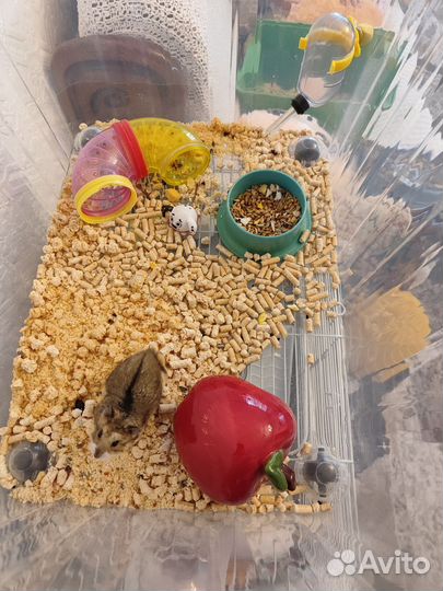 Джунгарский хомяк бесплатно