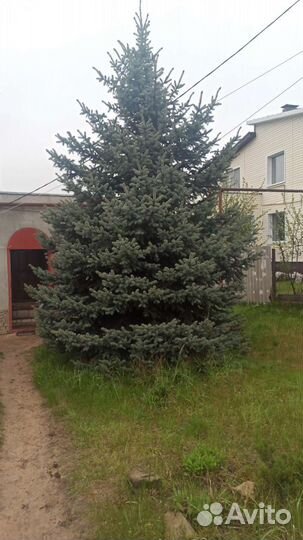 Ель голубая