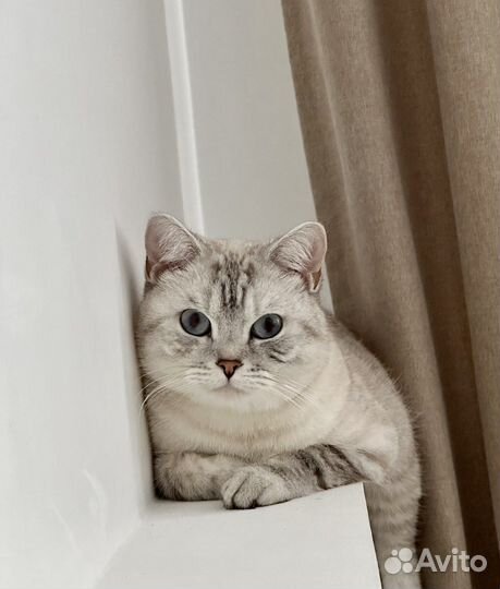 Британский кот вязка