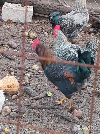 Молодые петухи разных пород