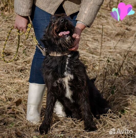 Собака Золушка, 3.5 г., любвеобильная и хороший др