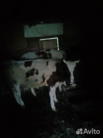 Быки и телки