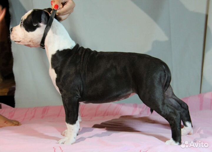 Амстафф щенок девочка