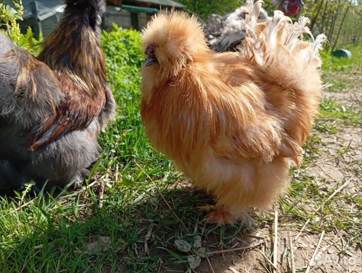 Петух китайский шелковый