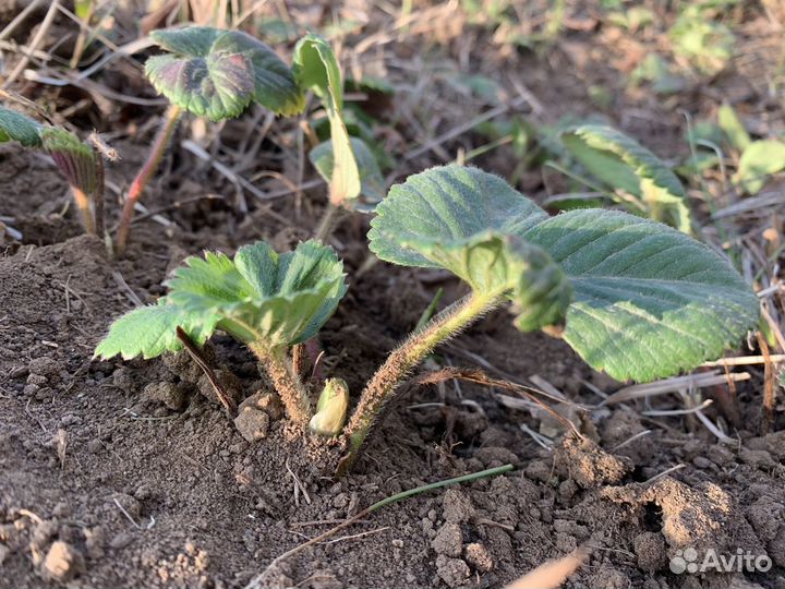 Рассада клубники Виктория