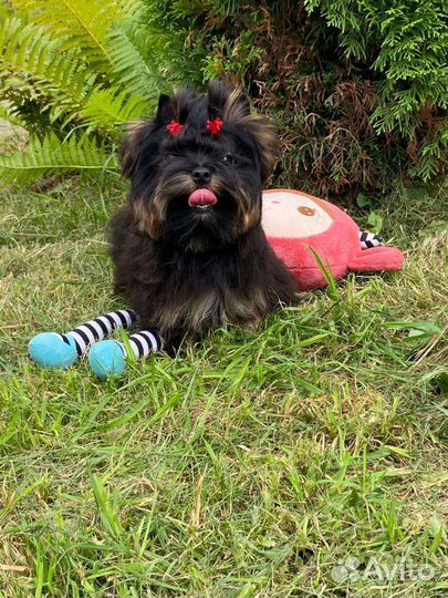 Мини мальчик