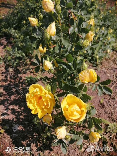 Шиповник декоративный желтый