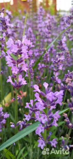 Лаванда