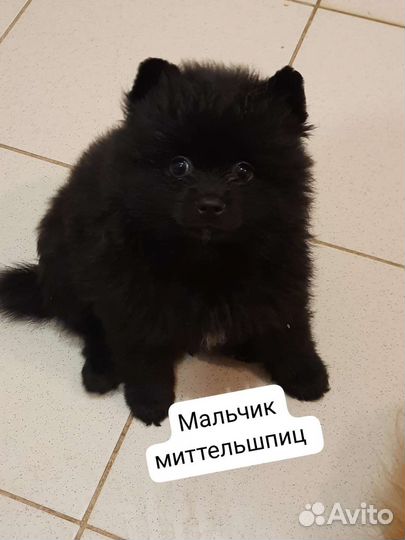 Шпиц выразительный и добрый малыш (чисто черный)