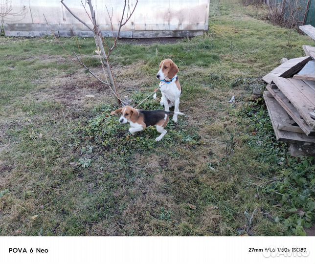 Выжлец эстонской гончей