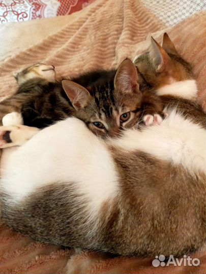 Котик Пончик