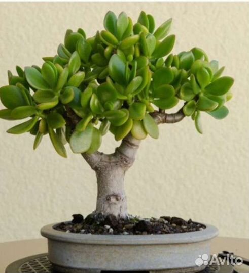 Денежное дерево (толстянка крассула)