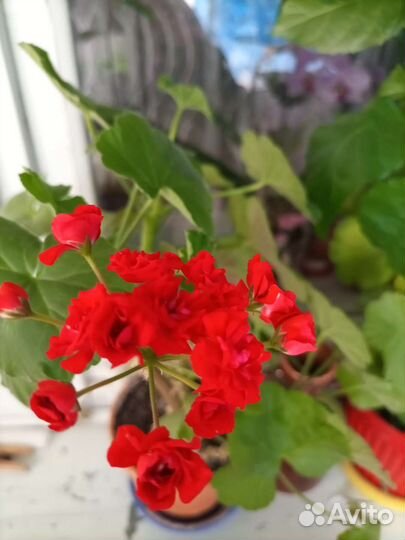 Пеларгония герань