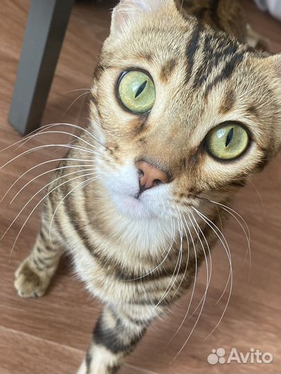 Бенгальская кошка