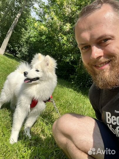 Выгул собак зеленоград