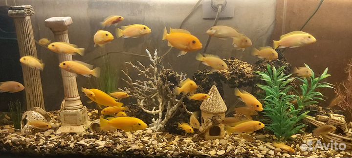 Аквариумные рыбки, Цихлиды, Еллоу