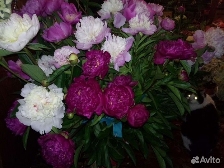 Пионы клубни