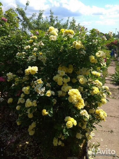 Роза Comtesse Du Barry/Комтесс дю Барри флорибунда