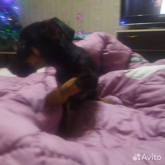 Той-такса