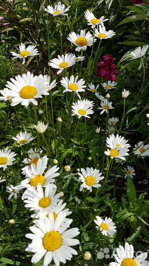 Цветы Ромашка садовая Ландыш