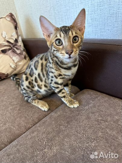 Бенгальские котята, Бенгалы