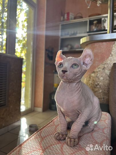 Котята сфинкс эльф