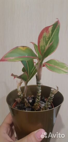 Аглаонема крит