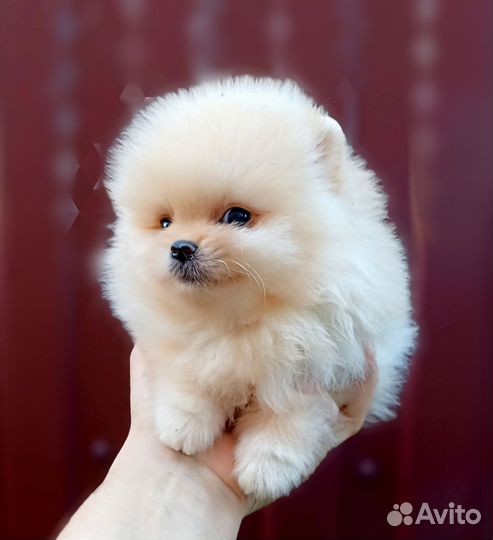 Померанский шпиц медвежьего типа