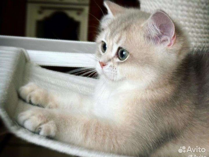 Британская шиншилла голубое золото