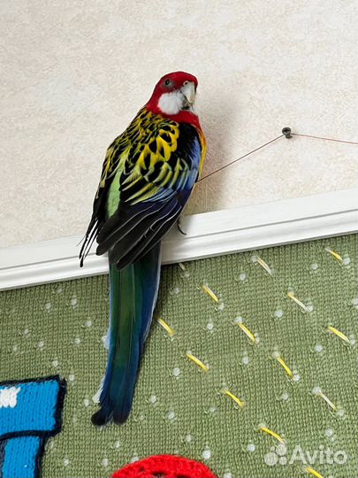 Попугай розелла
