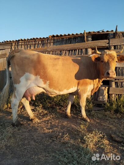 Продаю коров