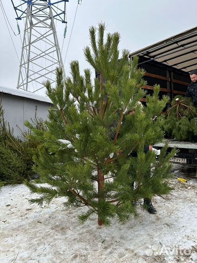 Сосна, Ель. Новогодняя живая, лапник