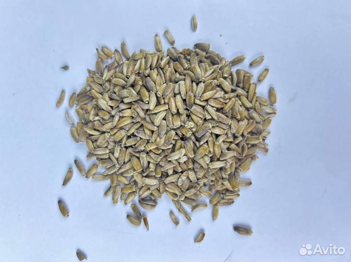 Расторопша / Семена расторопши