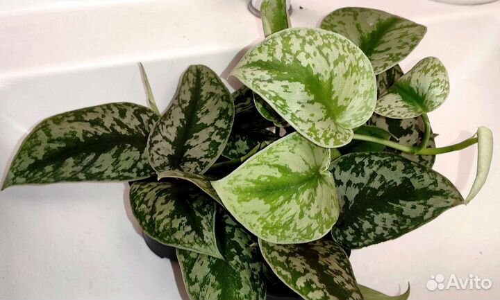 Сциндапсус Silver Lady бронирование на весну