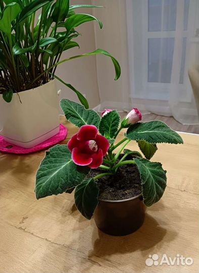 Цветы глоксиния