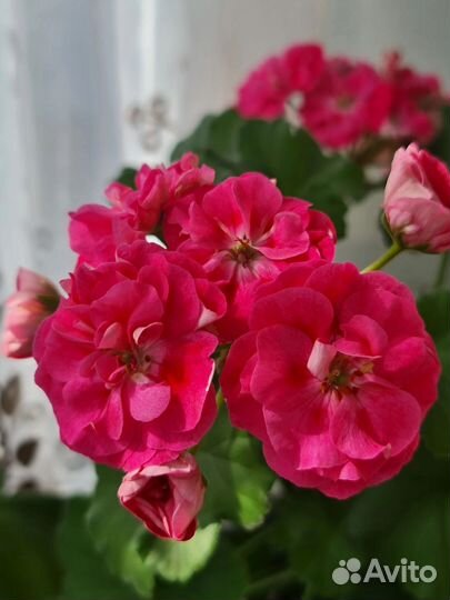Пеларгонии сортовые