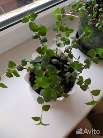 Callisia Каллизия зелёная