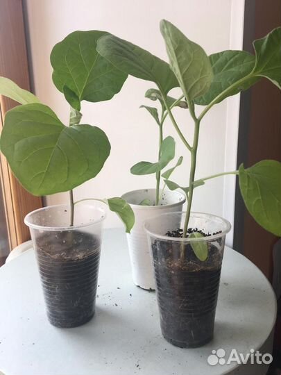 Рассада баклажан и перца