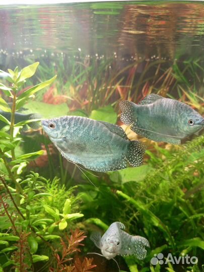 Аквариумные рыбки