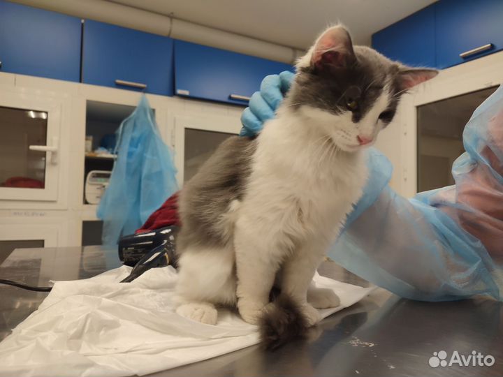 Котенок в добрые руки