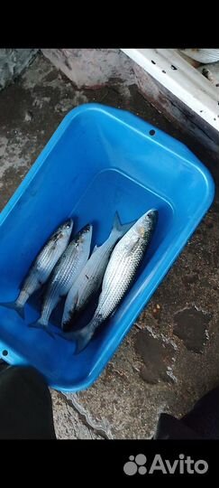 Рыба кефаль