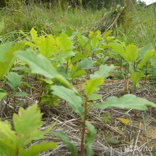 Саженцы дуба